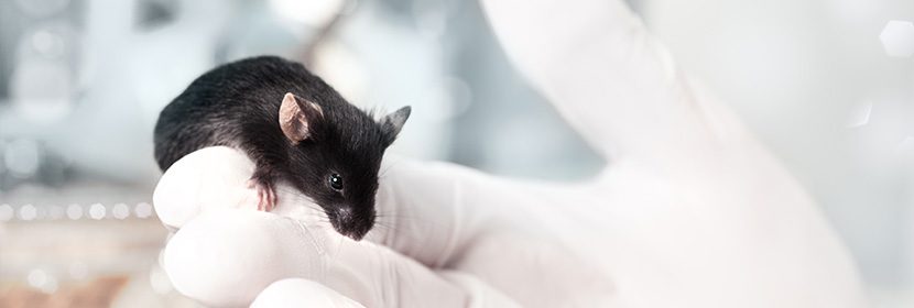 急性心肌梗死小型豬胸腔鏡微創冠脈結扎模型