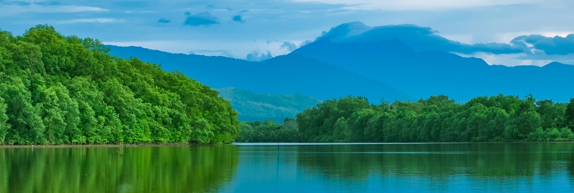 紅樹林調(diào)查